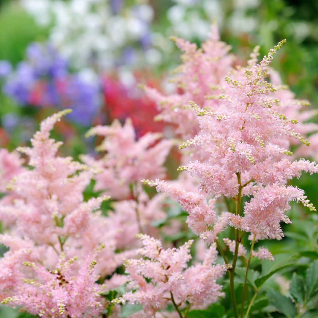 Pink Astilbe Flower seeds blooming in flower beds, containers, borders, and pollinator-friendly gardens