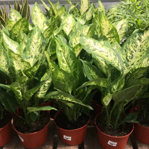 Green Sansevieria Flower seeds blooming in flower beds, containers, borders, and pollinator-friendly gardens