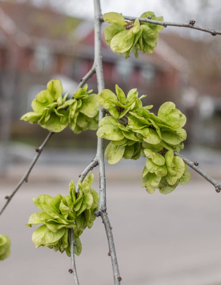 Dark Green Elm Flower seeds for Planting - Colorful Display, Heirloom & GMO Free Seeds for Home Garden
Sale seeds for planting in home garden