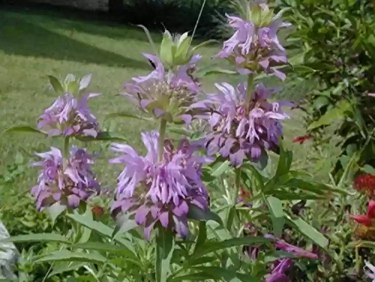 Lavender Lemon Mint Flower seeds for Planting - Low Maintenance, Heirloom & GMO Free Seeds for Home Garden
Sale seeds for home garden