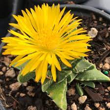 Yellow Faucaria Tigrina Flower seeds for Planting - Long Bloom Season, Heirloom & GMO Free Seeds for Home Garden
Sale seeds for planting in home garden