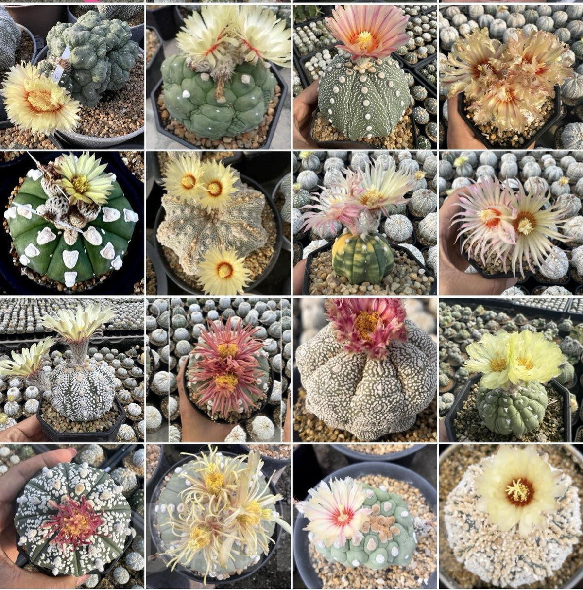 Mixed Astrophytum Flower seeds blooming in flower beds, containers, borders, and pollinator-friendly gardens