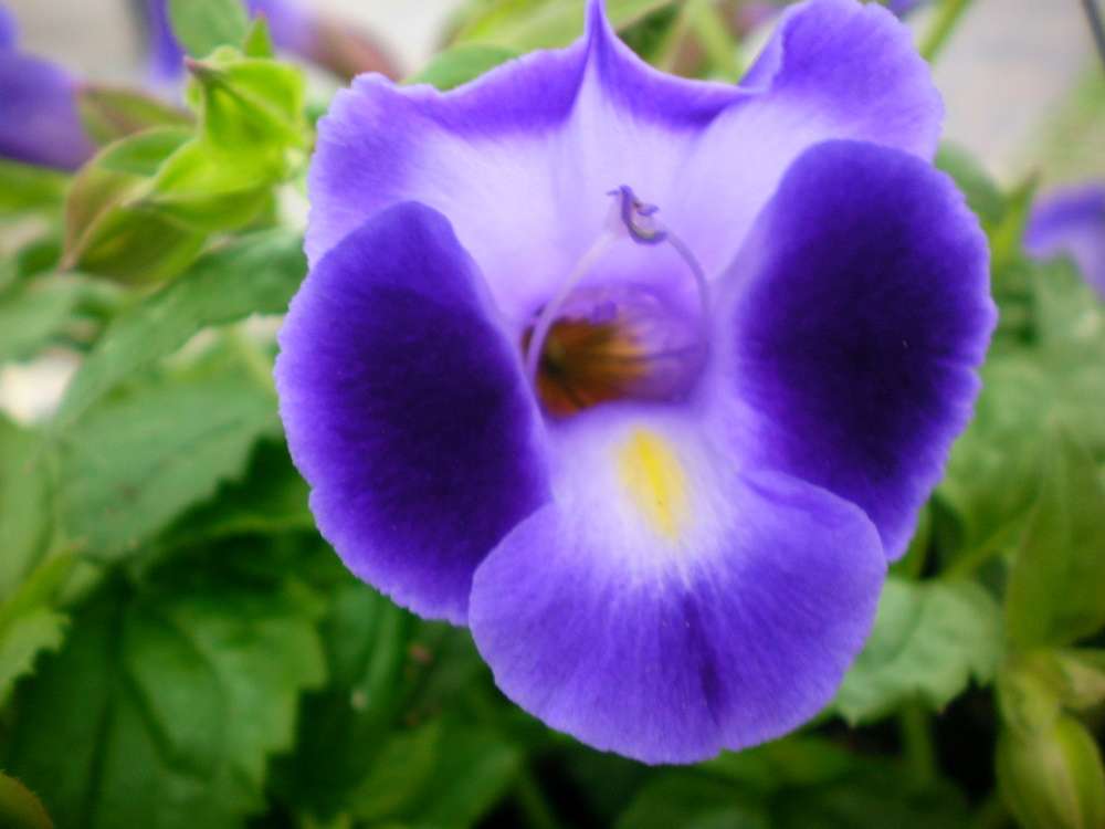 Purple Torenia Kauai Flower seeds blooming in flower beds, containers, borders, and pollinator-friendly gardens