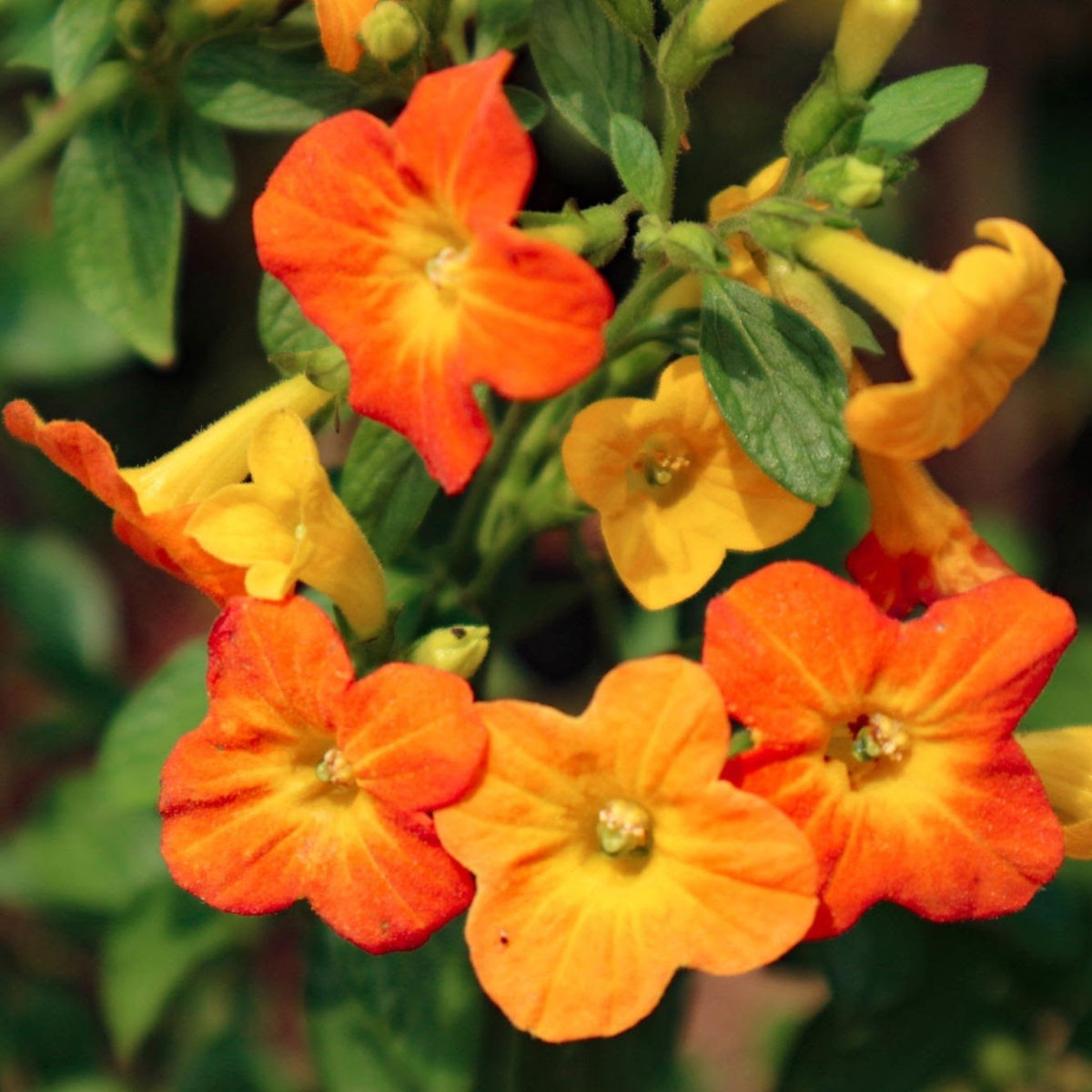Streptosolen Flower seeds for Planting Wildflower Mix Heirloom & GMO Free Seeds for Home Garden
Sale for planting in home garden