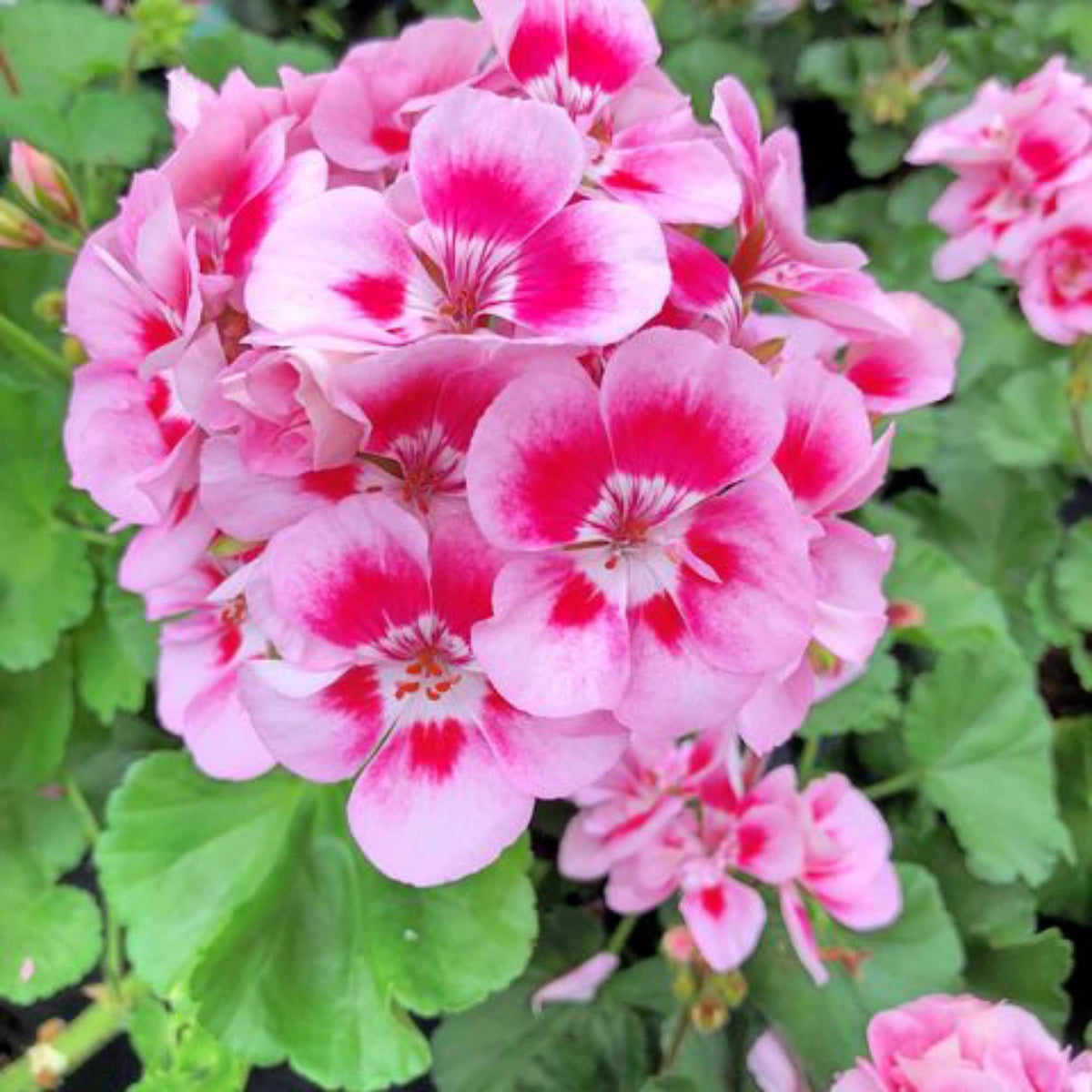 Geranium Flower seeds blooming in flower beds, containers, borders, and pollinator-friendly gardens