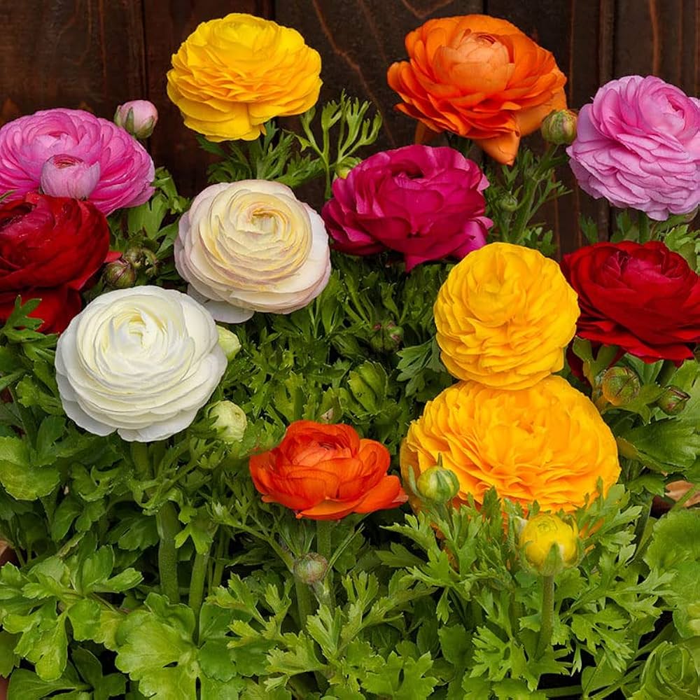 Mixed Ranunculus Flower seeds blooming in flower beds, containers, borders, and pollinator-friendly gardens