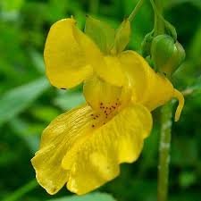 Yellow Impatiens Flower seeds for Planting - Cut Flower Favorite, Heirloom & GMO Free Seeds for Home Garden
Sale seeds for planting in home garden