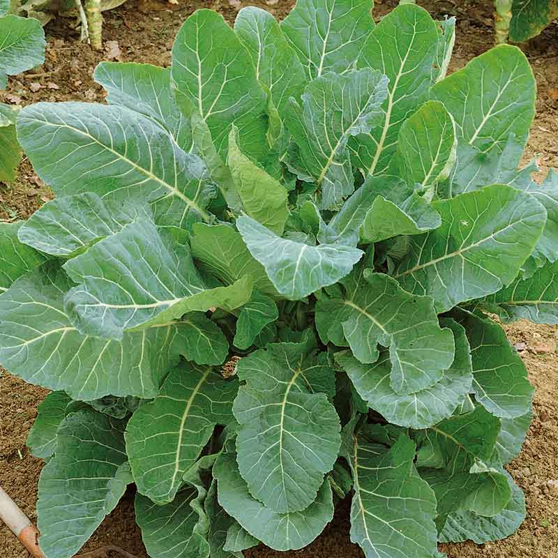 Green Collard Flower seeds blooming in flower beds, containers, borders, and pollinator-friendly gardens