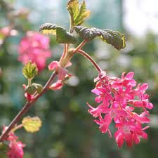 Pink Ribes Sanguineum Flower seeds blooming in flower beds, containers, borders, and pollinator-friendly gardens