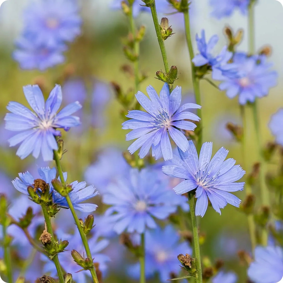 Blue Cichorium Flower seeds for Planting - Garden Favorite, Heirloom & GMO Free Seeds for Home Garden
Sale seeds for planting in home garden