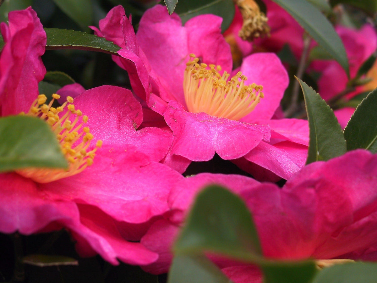 Pink Yellow Camellia Flower seeds blooming in flower beds, containers, borders, and pollinator-friendly gardens