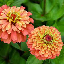 Lime Orange Zinnia Flower seeds blooming in flower beds, containers, borders, and pollinator-friendly gardens