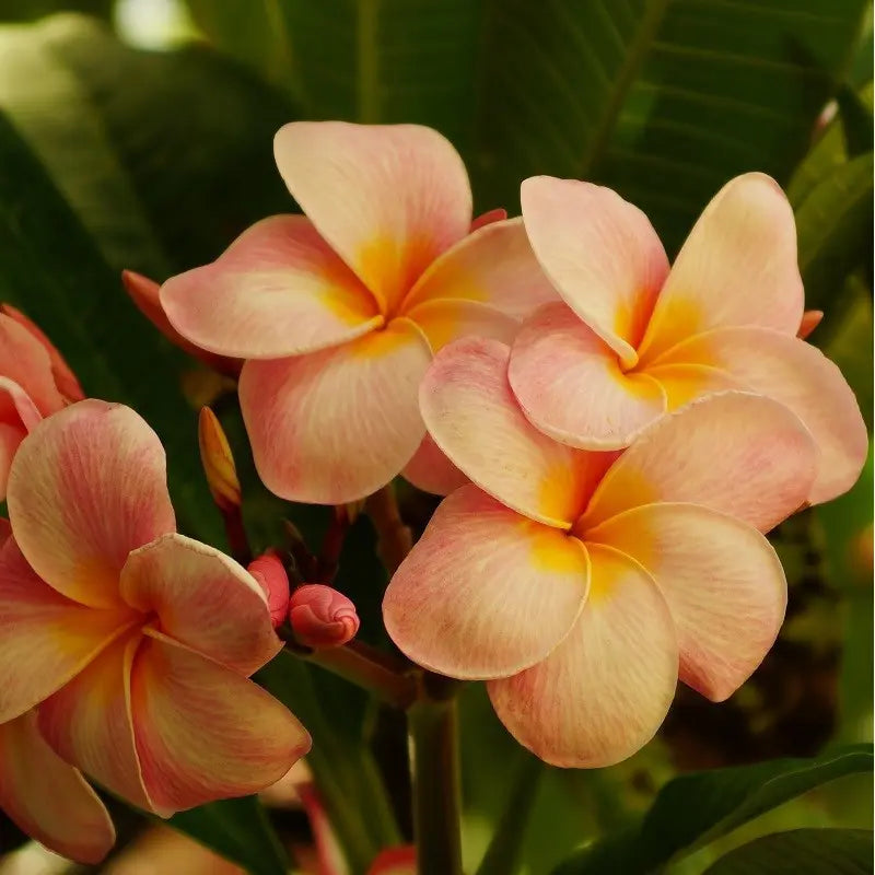 Orange Frangipani Flower seeds blooming in flower beds, containers, borders, and pollinator-friendly gardens