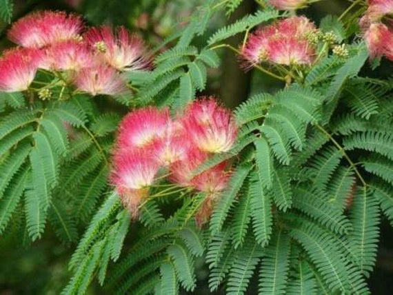 Pink Julibrissin Flower seeds blooming in flower beds, containers, borders, and pollinator-friendly gardens