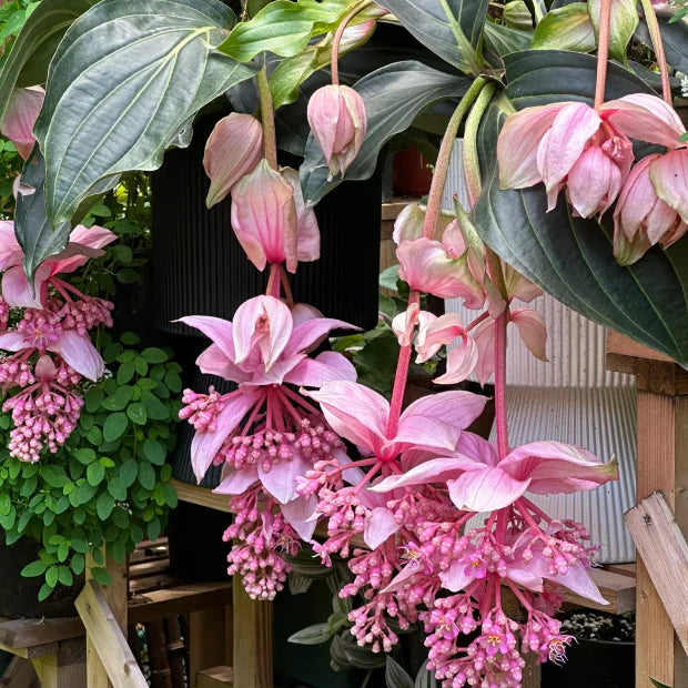 Medinilla Flower seeds blooming in flower beds, containers, borders, and pollinator-friendly gardens
