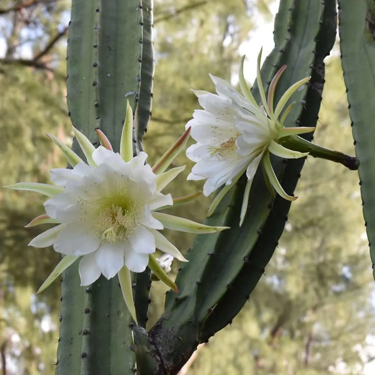 White Epiphyllum Oxypetalum Flower seeds for Planting Wildflower Mix Heirloom & GMO Free Seeds for Home Garden
Sale seeds for home garden planting