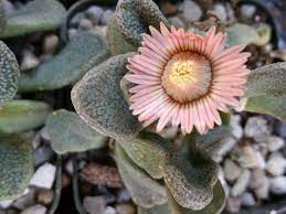 Titanopsis Fulleri Flower seeds for Planting - Low Maintenance, Heirloom & GMO Free Seeds for Home Garden
Sale seeds for planting in home garden