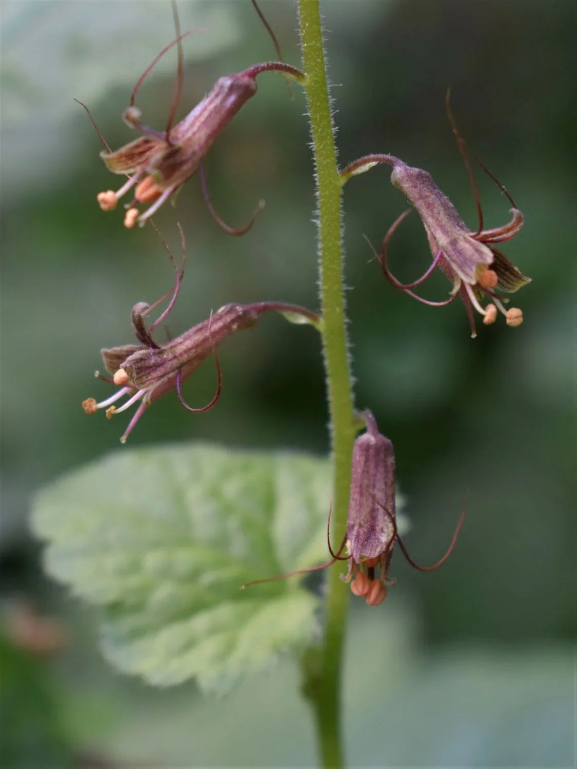 Tolmiea Flower seeds for Planting - Compact Growth, Heirloom & GMO Free Seeds for Home Garden
Sale seeds for home garden
