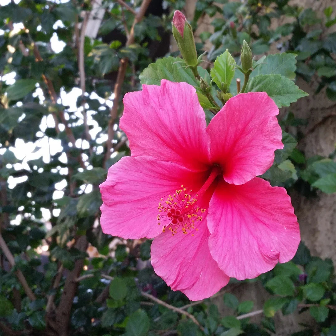 Pink Hibiscus Flower seeds blooming in flower beds, containers, borders, and pollinator-friendly gardens