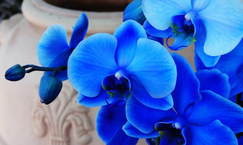 Orchidee Flower seeds blooming in flower beds, containers, borders, and pollinator-friendly gardens