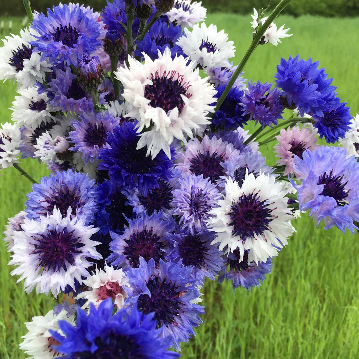 Mixed Bachelor Flower seeds blooming in flower beds, containers, borders, and pollinator-friendly gardens
