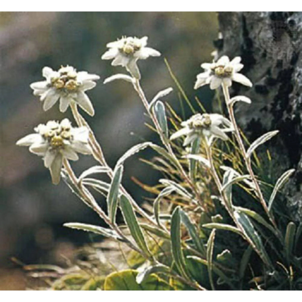 White Leontopodium Flower seeds for Planting - Hardy Variety, Heirloom & GMO Free Seeds for Home Garden
Sale seeds for planting in home garden