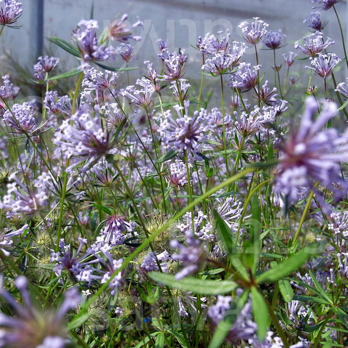Asperula Flower seeds for Planting, Easy to Grow Heirloom & GMO Free Seeds for Home Garden Sale