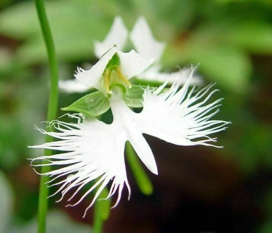 Japanese Radiata Flower seeds for Planting - Easy to Grow, Heirloom & GMO Free Seeds for Home Garden