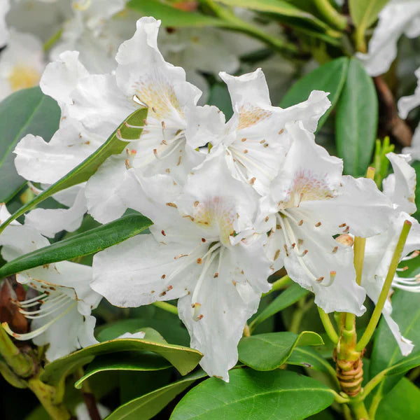 Heirloom Rhododendron Flower seeds for Planting Cottage Garden Essential Heirloom & GMO Free Seeds for Home Garden