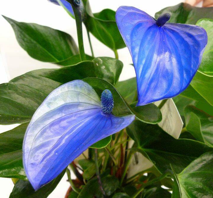 Anthurium Linden Flower Seeds - Grow Stunning Light Sky Blue Blooms