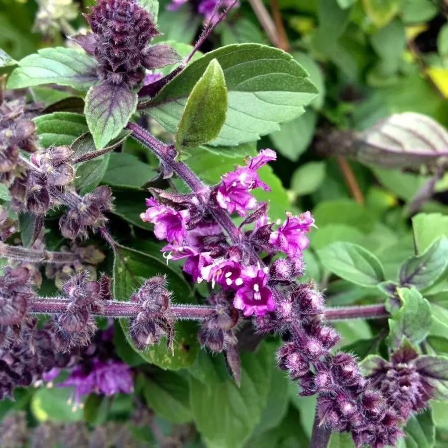 Violet Ocimum Flower seeds for Planting - Cottage Garden Essential, Heirloom & GMO Free Seeds for Home Garden