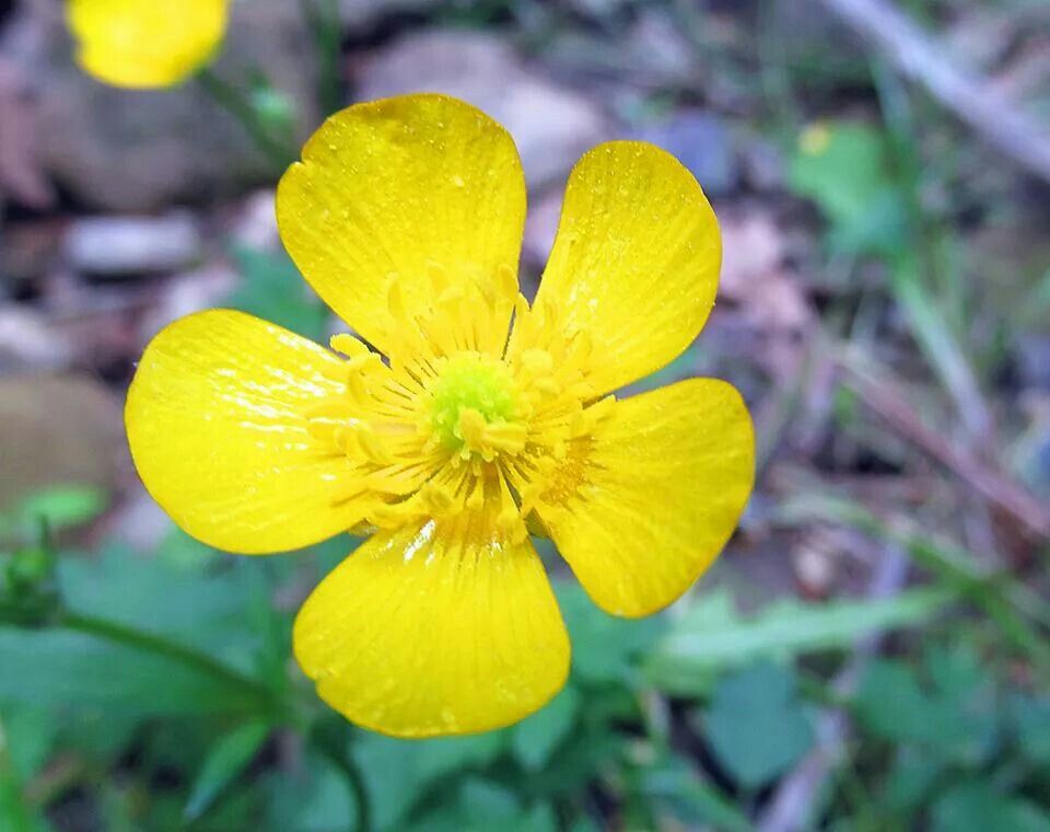 Yellow Buttercup Flower seeds for Planting - Seasonal Bloomer, Heirloom & GMO Free Seeds for Home Garden