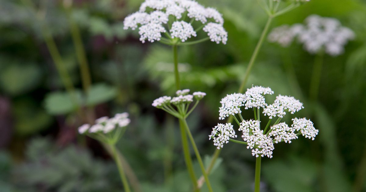 Scotch Lovage (Ligusticum scoticum) Flower seeds for Planting - Wildflower Mix, Heirloom & GMO Free Seeds for Home Garden
Sale seeds for home garden