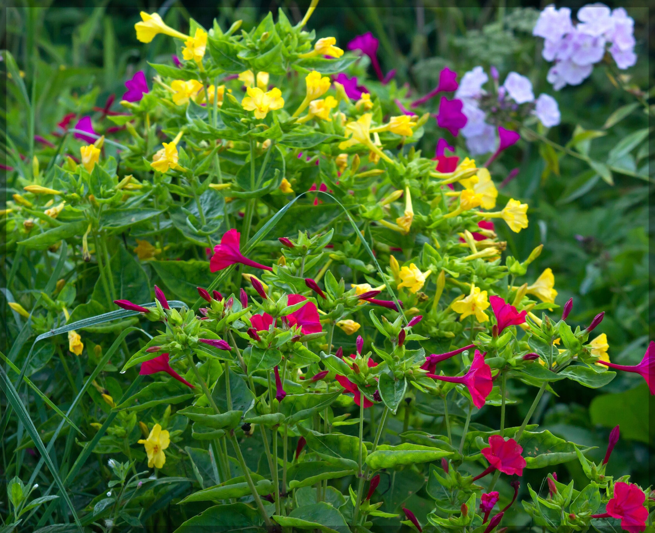 Mixed Mirabilis Jalapa Flower Seeds for Planting Fragrant Annual Blooms for Your Garden.
