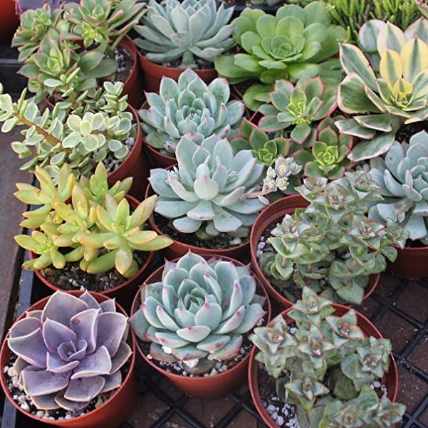 Succulent Flower seeds for Planting Shade Tolerant Heirloom & GMO Free Seeds for Home Garden