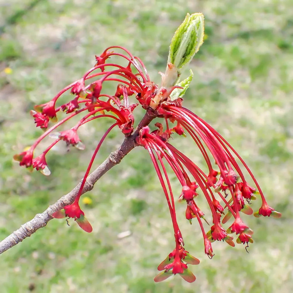 Maple Flower seeds for Planting - Hardy Variety, Heirloom & GMO Free Seeds for Home Garden