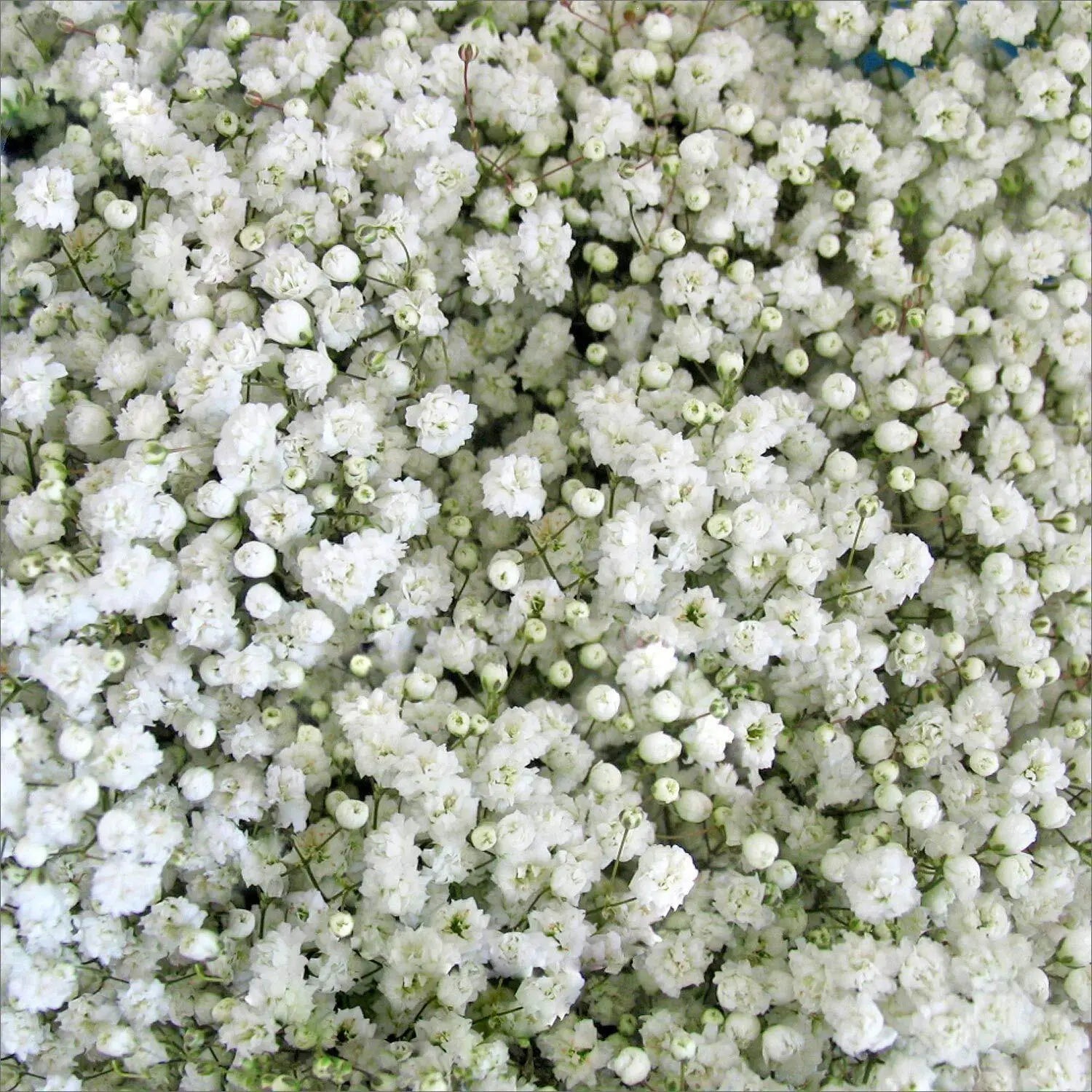 White Gypsophila Seeds for Planting Seed for Creating Elegant White Florals in Your Garden - Evergrowseeds
