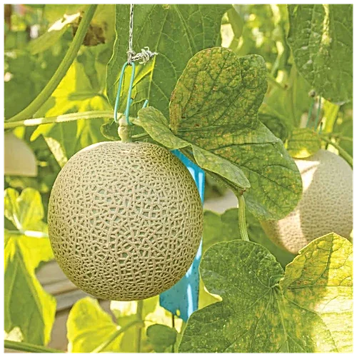 Yellow Galia Melon Seeds for Planting