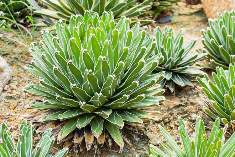 Agave Victoriae Flower seeds for Planting Compact Growth Heirloom & GMO Free Seeds for Home Garden