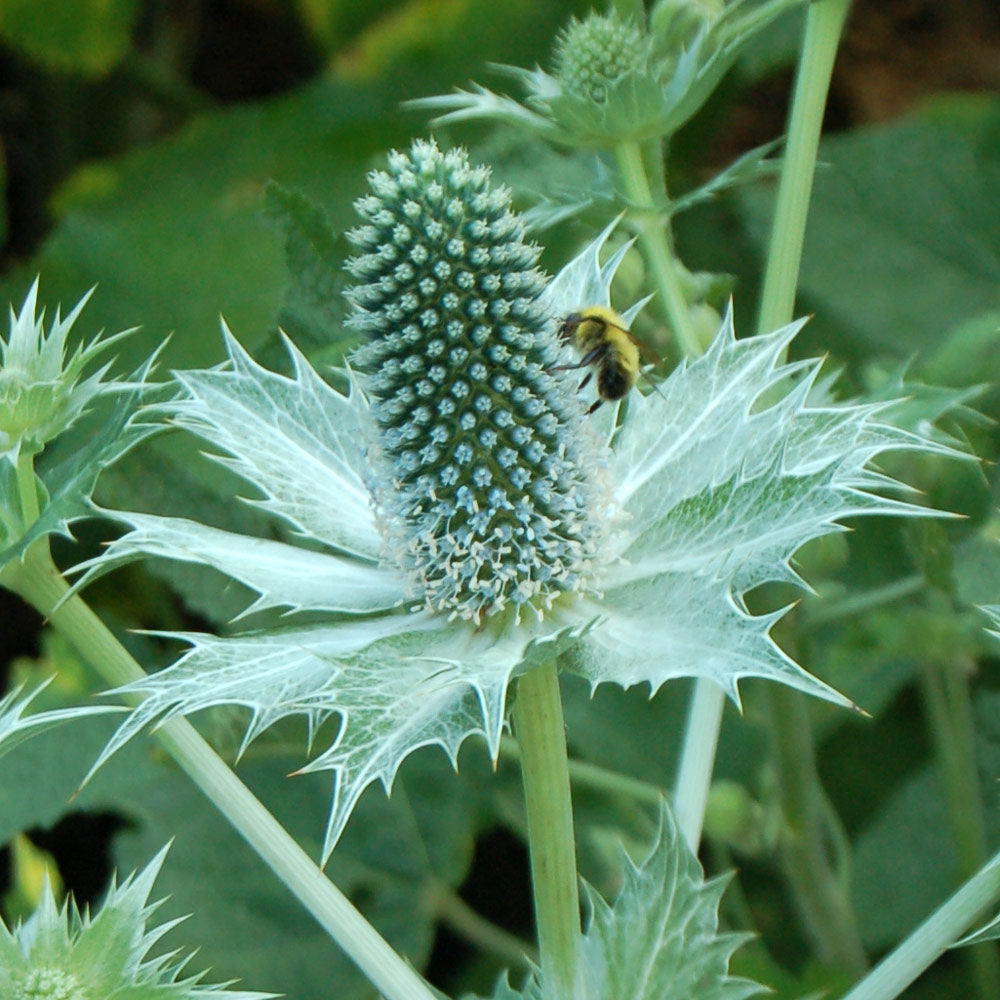 w seeds for Planting - Fragrant Blossoms, Heirloom & GMO Free Seeds for Home Garden