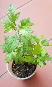Artemisia Argyi Flower seeds for Planting - Cottage Garden Essential, Heirloom & GMO Free Seeds for Home Garden
Sale seeds for home garden