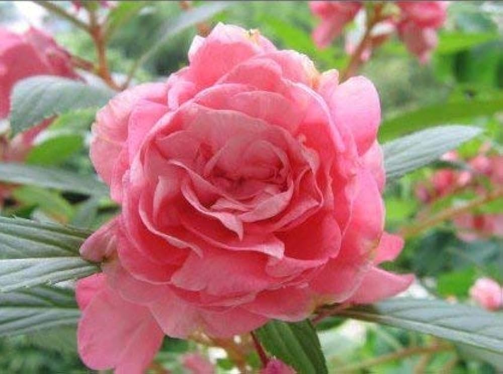 Balsamine Rose Flower Seeds for Planting Heirloom NonGMO Seeds for Vibrant Garden Blooms
Sale