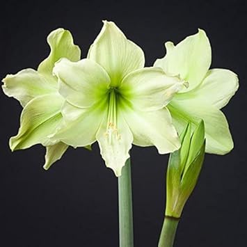 Pale Green Amaryllis Flower seeds for Planting Pollinator Friendly Heirloom & GMO Free Seeds For Home Garden
Sale for planting in home garden