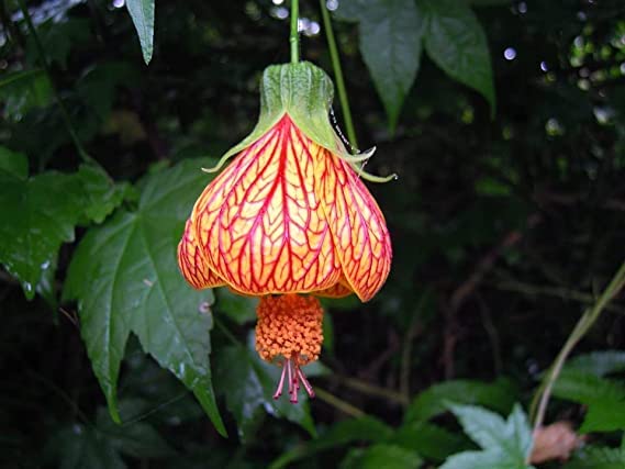 Yellow Red Abutilon Flower seeds for Planting - Low Maintenance, Heirloom & GMO Free Seeds for Home Garden