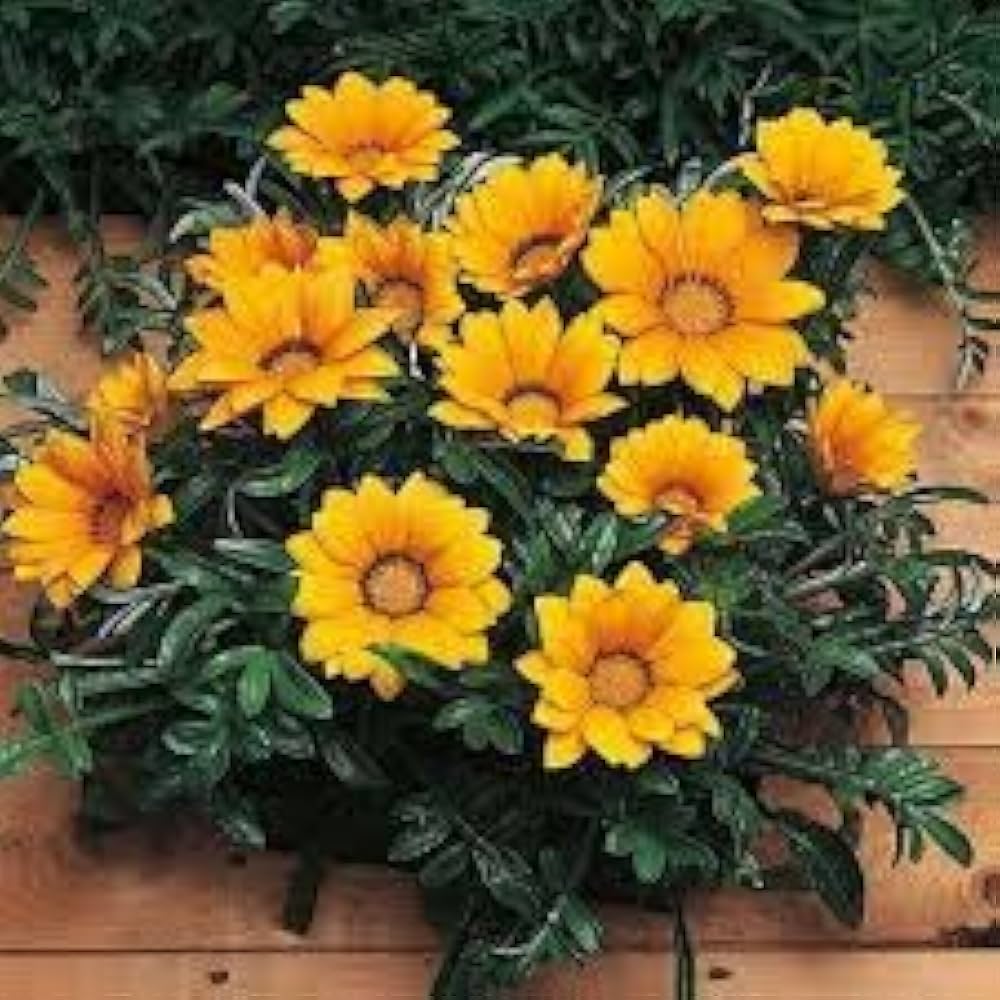 Gazania Sunflower Seeds for Planting Gazania rigens for flower beds and coastal gardens