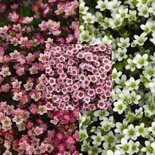 Heirloom Saxifraga Mossy Flower seeds blooming in flower beds, containers, borders, and pollinator-friendly gardens
