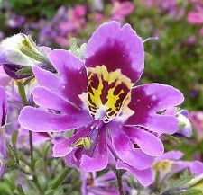 Purple Schizanthus Flower seeds blooming in flower beds, containers, borders, and pollinator-friendly gardens