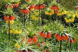 Crown Imperial Flower seeds for Planting - Perfect for Borders, Heirloom & GMO Free Seeds for Home Garden
Sale seeds for home garden