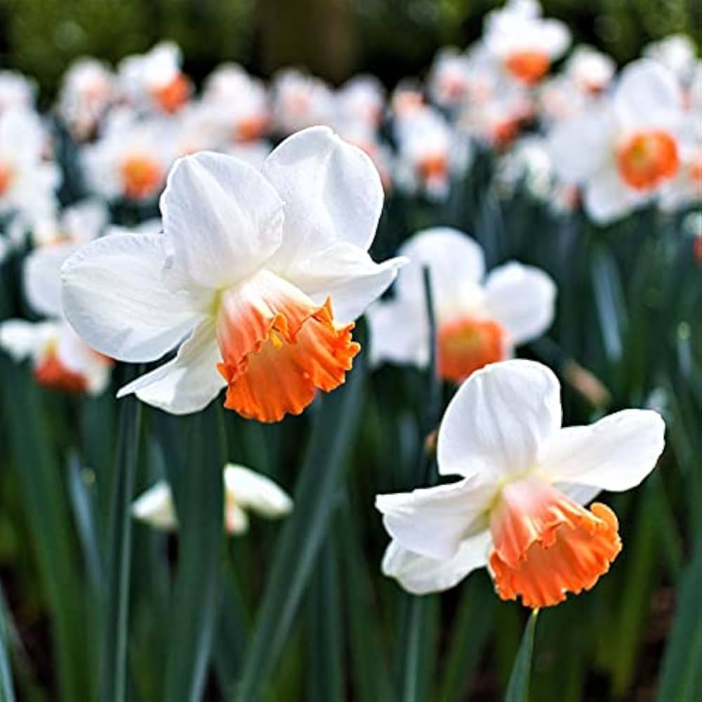 Narcissus White Red Seeds for Planting - Elegant Flower Blooms