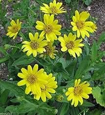 Yellow Meadow Arnica Flower seeds for Planting - Drought Tolerant, Heirloom & GMO Free Seeds for Home Garden
Sale seeds for home garden